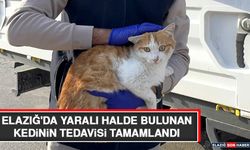 Elazığ'da Yaralı Halde Bulunan Kedinin Tedavisi Tamamlandı