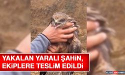 Yakalan Yaralı Şahin, Ekiplere Teslim Edildi