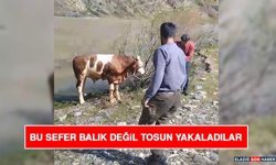 Bu Sefer Balık Değil Tosun Yakaladılar