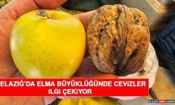 Elazığ’da Elma Büyüklüğünde Cevizler İlgi Çekiyor