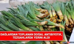Dağlardan Toplanan Doğal Antibiyotik, Tezgahlarda Yerini Aldı