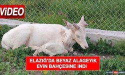 Elazığ’da Beyaz Alageyik Evin Bahçesine İndi