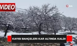 Kayısı Bahçeleri Kar Altında Kaldı