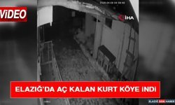 Elazığ’da Aç Kalan Kurt Köye İndi