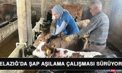 Elazığ’da Şap Aşılama Çalışması Sürüyor