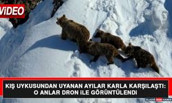 Kış Uykusundan Uyanan Ayılar Karla Karşılaştı: O Anlar Dron İle Görüntülendi