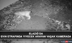 Elazığ’da Evin Etrafında Yiyecek Arayan Vaşak Kamerada