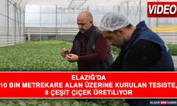 Elazığ'da 10 Bin Metrekare Alan Üzerine Kurulan Tesiste, 8 Çeşit Çiçek Üretiliyor