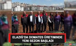 Elazığ’da Domates Üretiminde Yeni Sezon Başladı