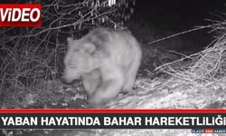 Yaban Hayatında Bahar Hareketliliği