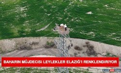 Baharın Müjdecisi Leylekler Elazığ’ı Renklendiriyor