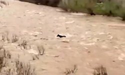 Bingöl'de sel sularına kapılan at ölümden döndü