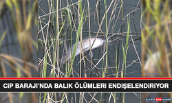 Cip Barajı’nda Balık Ölümleri Endişelendiriyor