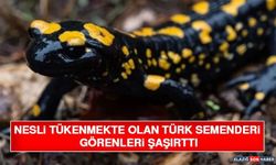 Nesli Tükenmekte Olan Türk Semenderi Görenleri Şaşırttı