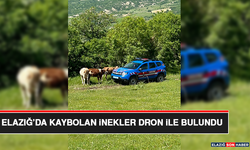 Elazığ’da Kaybolan İnekler Dron İle Bulundu