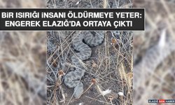 Bir Isırığı İnsanı Öldürmeye Yeter: Engerek Elazığ'da Ortaya Çıktı