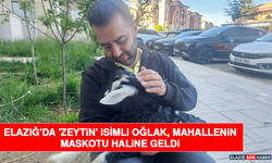 Elazığ'da 'Zeytin' İsimli Oğlak, Mahallenin Maskotu Haline Geldi