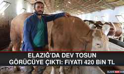 Elazığ'da dev tosun görücüye çıktı: Fiyatı 420 bin TL