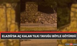 Elazığ'da Aç Kalan Tilki Tavuğu Böyle Götürdü