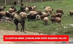 Elazığ’da Minik Çobanların Sürü Başında Halayı