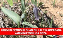 Hüznün Sembolü Olan Bu Laleyi Koparana Yarım Milyon Lira Ceza