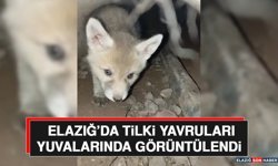 Elazığ’da Tilki Yavruları Yuvalarında Görüntülendi