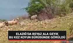 Elazığ'da Beyaz Ala Geyik Bu Kez Koyun Sürüsünde Görüldü