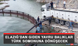 Elazığ’dan Giden Yavru Balıklar Türk Somonuna Dönüşecek