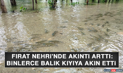 Fırat Nehri'nde Akıntı Arttı: Binlerce Balık Kıyıya Akın Etti