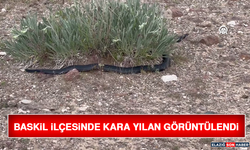 Baskil İlçesinde Kara Yılan Görüntülendi