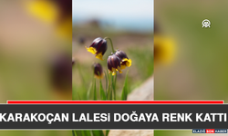 Karakoçan Lalesi Doğaya Renk Kattı
