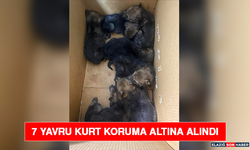 7 Yavru Kurt Koruma Altına Alındı
