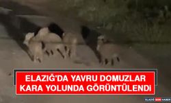 Elazığ'da Yavru Domuzlar Kara Yolunda Görüntülendi