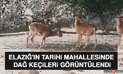 Elazığ'ın Tarihi Mahallesinde Dağ Keçileri Görüntülendi