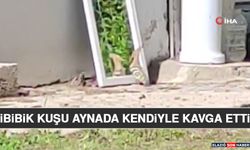 İbibik Kuşu Aynada Kendiyle Kavga Etti