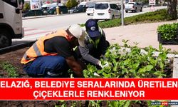 Elazığ, Belediye Seralarında Üretilen Çiçeklerle Renkleniyor.