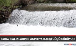 Siraz Balıklarının Akıntıya Karşı Göçü Sürüyor