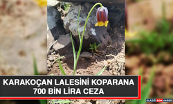 Karakoçan Lalesini Koparana 700 Bin Lira Ceza