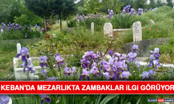 Keban'da Mezarlıkta Zambaklar İlgi Görüyor