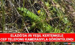 Elazığ'da İri Yeşil Kertenkele Cep Telefonu Kamerasıyla Görüntülendi
