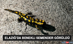 Elazığ’da Benekli Semender Görüldü