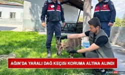 Ağın’da Yaralı Dağ Keçisi Koruma Altına Alındı