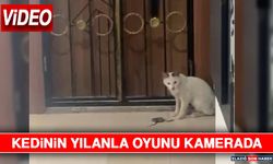 Kedinin Yılanla Oyunu Kamerada