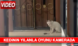 Kedinin Yılanla Oyunu Kamerada