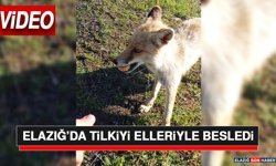 Elazığ’da Tilkiyi Elleriyle Besledi