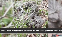 Havaların Isınmasıyla Birlikte Yılanlarda Çıkmaya Başladı