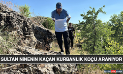 Sultan Ninenin Kaçan Kurbanlık Koçu Aranıyor
