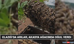 Elazığ’da Arılar, Akasya Ağacında Oğul Verdi