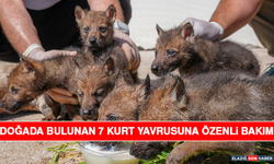 Doğada Bulunan 7 Kurt Yavrusuna Özenli Bakım