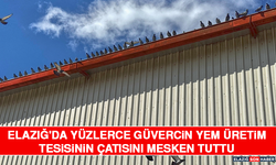 Elazığ'da Yüzlerce Güvercin Yem Üretim Tesisinin Çatısını Mesken Tuttu